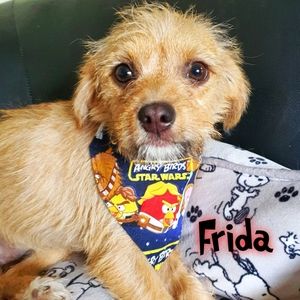 š¶ 3 for $15 * Pablo Angry Birds/Star War Reversible Over The Collar Dog Bandana
